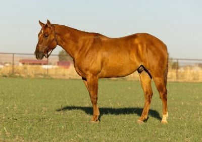 Paddys Topsail JW <BR> AQHA 6096627